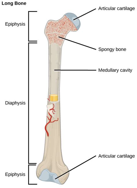 Bone | OpenStax Biology 2e