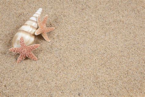 Caribbean Beach Sand With Sea Shells And Starfish Stock Photo Image