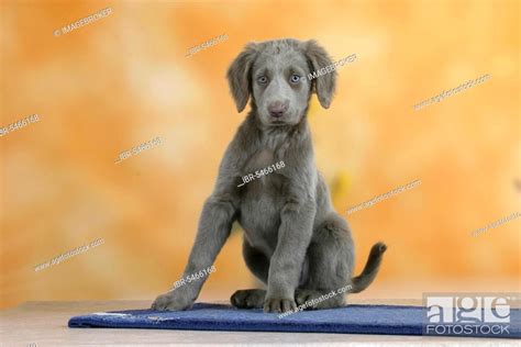 Longhaired Weimaraner Puppy 9 Weeks Stock Photo Picture And Rights