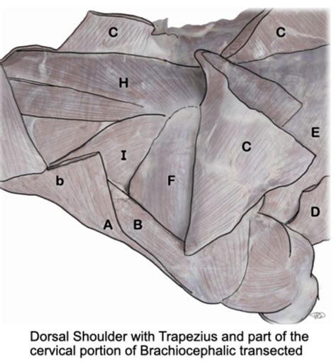 Exam1 Canine Muscles Of The Shoulder Brachium Pt 2 Diagram Quizlet