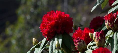 Rhododendron National Flower Of Nepal Lali Gurans National Flower