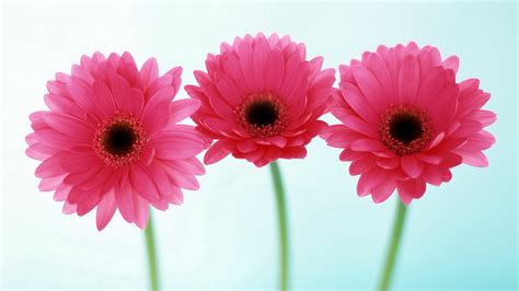 Download in under 30 seconds. 30 Pictures Of Flowers Free To Download - The WoW Style