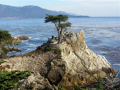 Monterey Cypress Lone California Tree Drive Mile