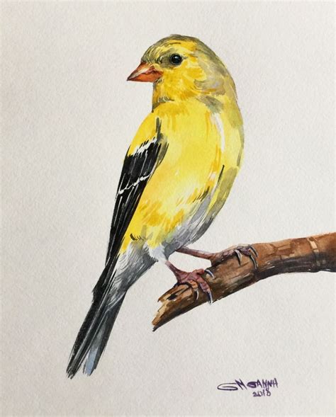 Bird Painting Acrylic Bird Watercolor Paintings Birds Painting Art