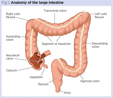 gastrointestinal tract 5 the anatomy and functions of the large intestine nursing times