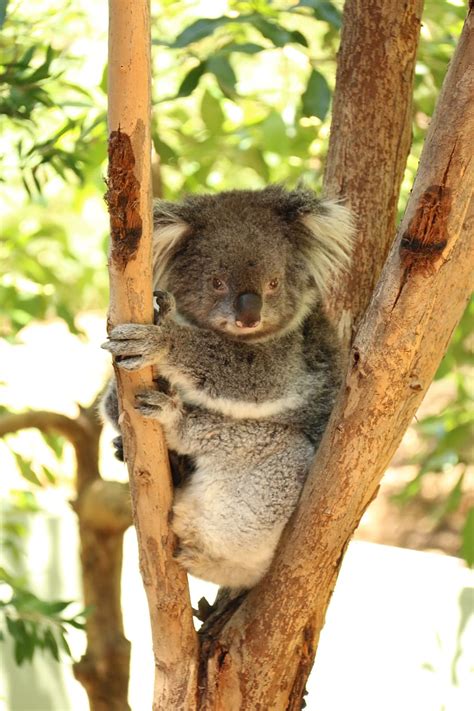 Hd Wallpaper Gray Koala Bear On Tree Australia Lazy Bear Resting