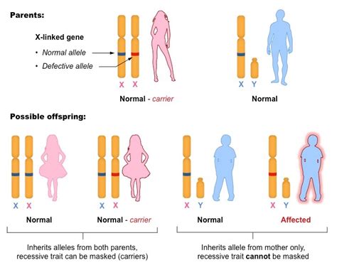 Can A Recessive Trait Be On The Y Chromosome Gracie Leigh Benton