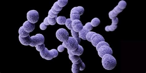 Group B Streptococcus Infections On The Rise Despite Prevention Guidelines 2 Minute Medicine