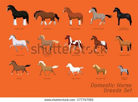 Domestic Horse Breeds Set Cartoon Vector 库存矢量图（免版税）577767082