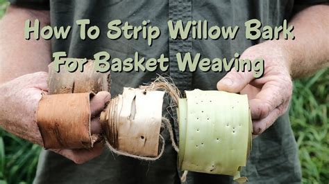 How To Strip Willow Bark For Basket Weaving Youtube
