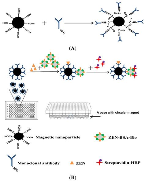 Toxins Free Full Text A Magnetic Nanoparticle Based Enzyme Linked