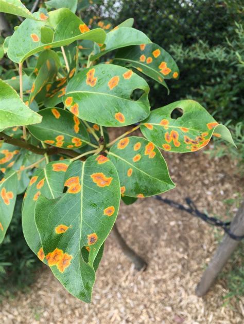 Orangeyellow Spots On Tree Leaves Western Wa Rplantclinic
