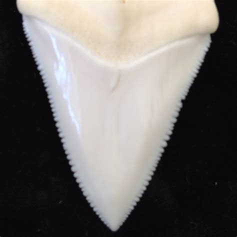 Great White Shark Tooth Awesome Great Whites Pinterest