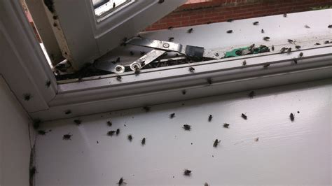 Cluster Flies Suffolk Pest Control Company