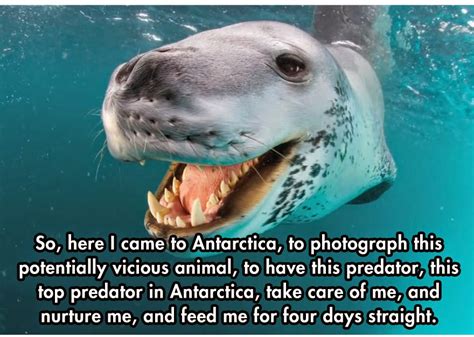 Photographer Gets Too Close To A Dangerous Predator Then