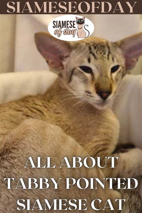 All About Tabby Pointed Siamese Cat Siamese Of Day Cats Siamese