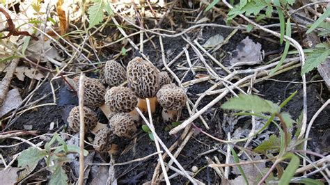 Mid Missouri Morels And Mushrooms 2016 Off To A Good Start