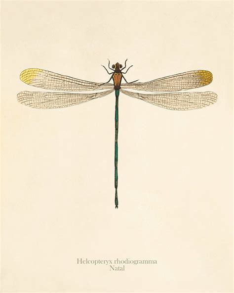 Dragonfly Wall Art Vintage Dragonfly Dragonfly Prints Dragonfly