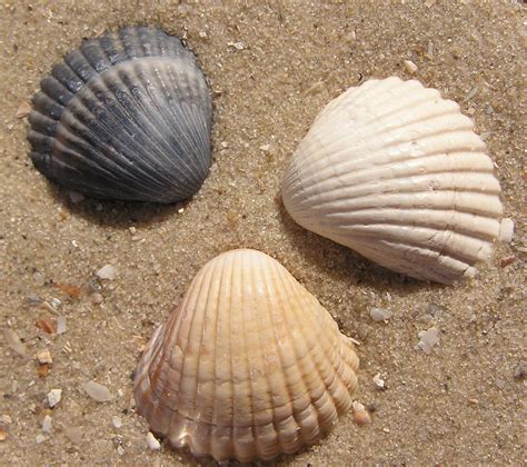 Seashells Photos Sea Shells Shells