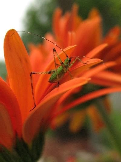 Photos Of Garden Insects Thriftyfun