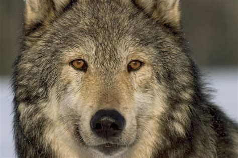 Portrait Of Grey Wolf Captive Alaska Se Photograph By John Hyde Fine