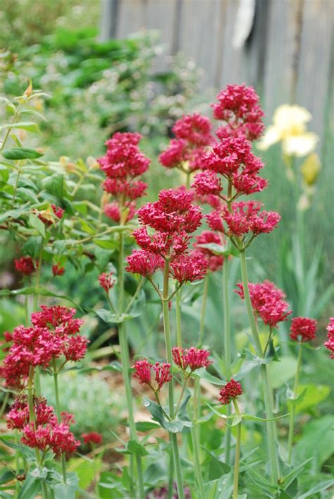 And with the elements to contend with, these flowering. Fabulous Water-Wise Perennials for Colorado Gardens ...