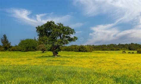 Big And Single Tree In The Middle Of Green Fields Stock Photo Image