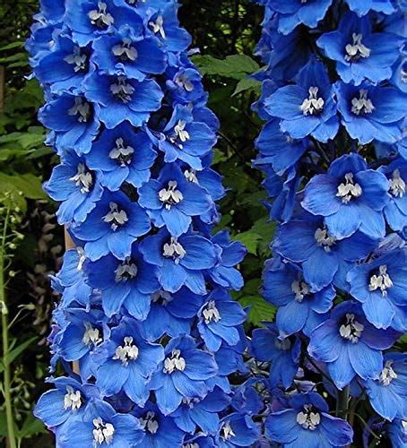 Delphinium Guardian Blue Perennial Plug Plants Pack X6 South