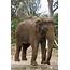 Elephant  Animals Photo 13168484 Fanpop