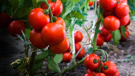 7 Ways To Get More Fruit From A Tomato Plant Toms Guide