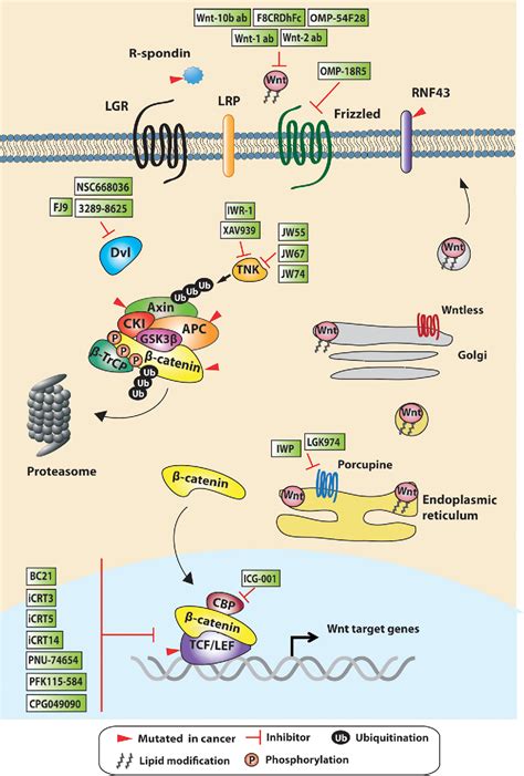Pdf Targeting Wnt Signaling In Colorectal Cancer A Review In The