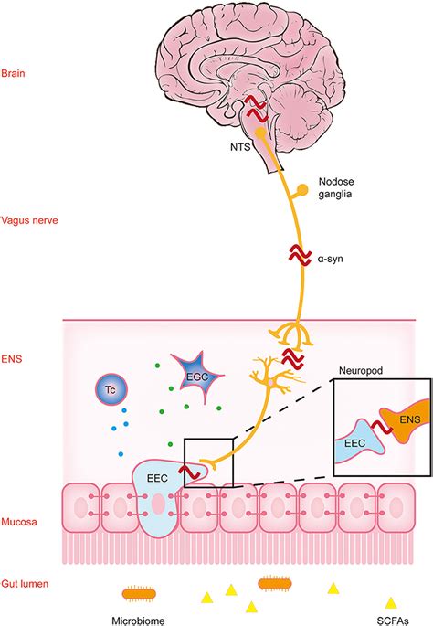 Frontiers The Pathological Mechanism Between The Intestine And Brain