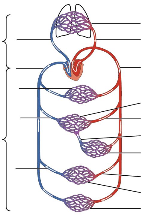 Cardiovascular System Diagram Quizlet