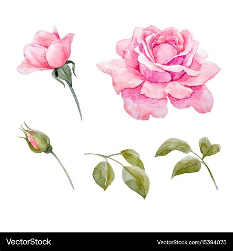 Watercolor Roses Set Royalty Free Vector Image