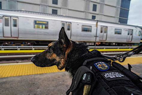 Exclusive Nypd Is Tredding New Ground With K 9 Unit Amnewyork