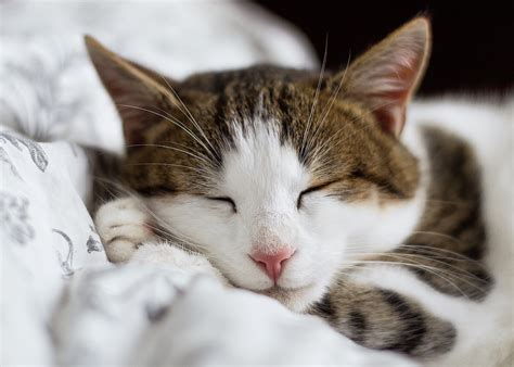 Fotos Gratis Blanco Gatito Gato Dormido Bigote Bostezo De Cerca