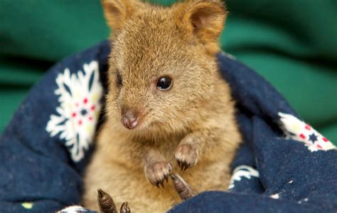 Australias 10 Cutest Animals Experience Oz