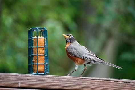 Make it with the intelligent domestications. 3 Easy Homemade Suet Recipes to Attract More Birds ...