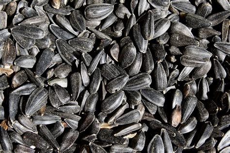 Download and use 2,000+ tulips stock photos for free. Black Sunflower Seeds Close Up Picture | Free Photograph | Photos Public Domain
