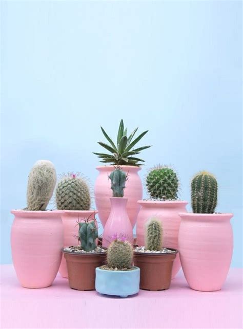 Pastel Aesthetic Tumblr Flower Aesthetic Plant Aesthetic Cactus