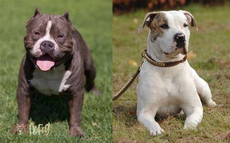 American Bulldog Vs Pitbull 7 Clear Differences Dog Fluffy