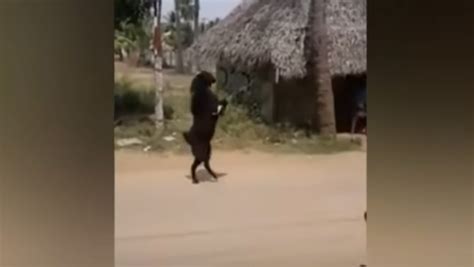 La Historia Detrás Del Video Viral De La Cabra Negra Que Camina En Dos