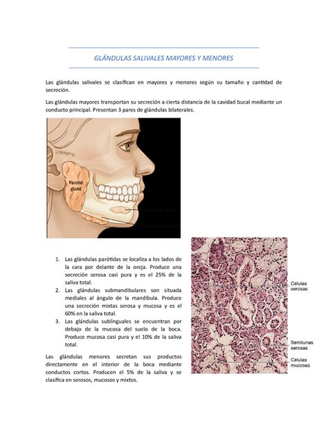 Glándulas Salivales Mayores Y Menores GlÁndulas Salivales Mayores Y