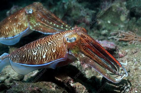 Pharaoh Cuttlefish Stock Image Z5050213 Science Photo Library