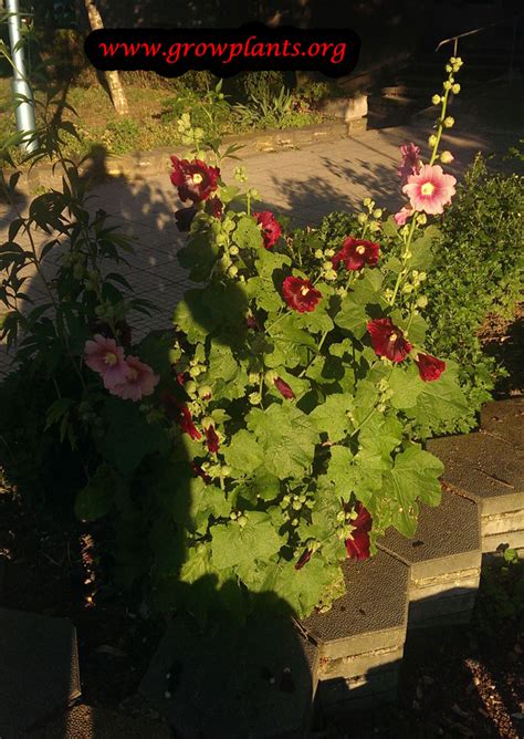 The flower is used to make a medicinal tea. Hollyhock - How to grow & care