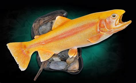 Because our number one priority is customer satisfaction, we are proud to offer a money back guarantee on every single fish mount we produce. Palomino Rainbow Trout fish Mount Taxidermy
