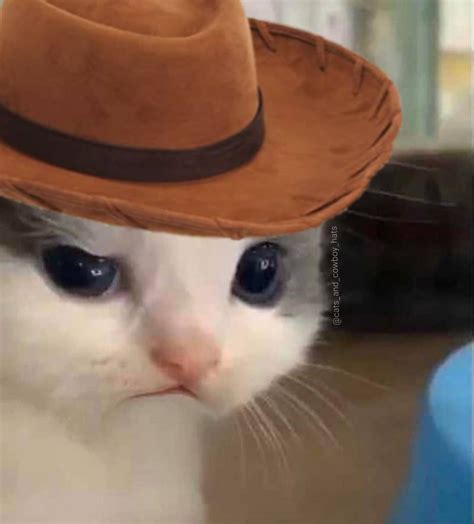 Cat Memes And Cowboy Cats On Instagram Ive Posted Like 3 Versions Of