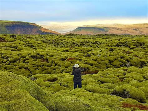Growing Atop Some Of Icelands Oldest Lava Fields Youll Find Great