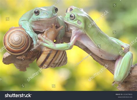 Two Dumpy Tree Frogs Resting Bushes Stock Photo 2114179631 Shutterstock