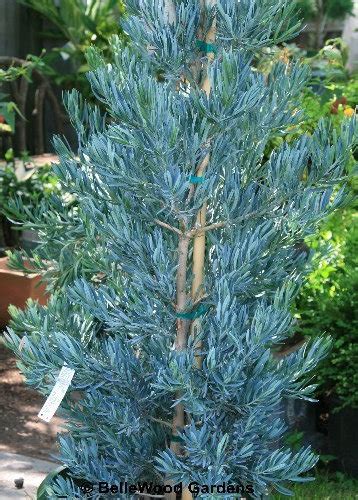 Podocarpus Ice Blue Houzz